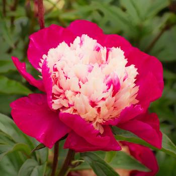 Paeonia lactiflora 'White Cap'