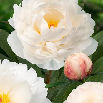 Paeonia lactiflora 'Allan Rogers' 