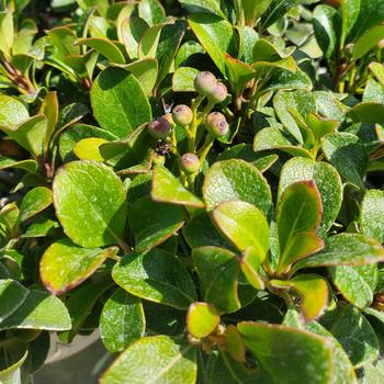 Rhaphiolepis umbellata 'Minor' 