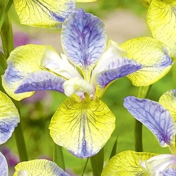 Iris sibirica 'Eric the Red' 