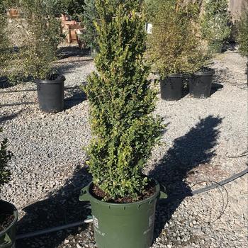 Buxus sempervirens 'Monrue' PP15243