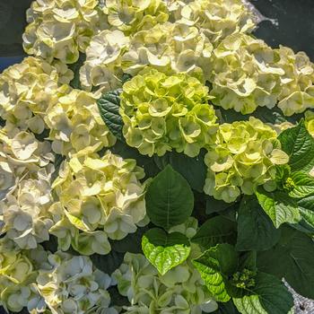 Hydrangea macrophylla 'Grin and Tonic™'