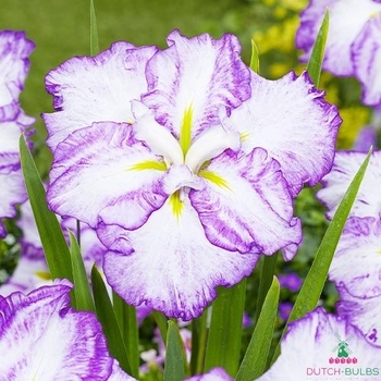 Iris ensata 'Gracieuse' 