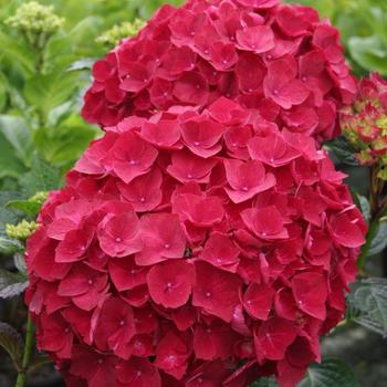 Hydrangea macrophylla 'KOLMARU' 