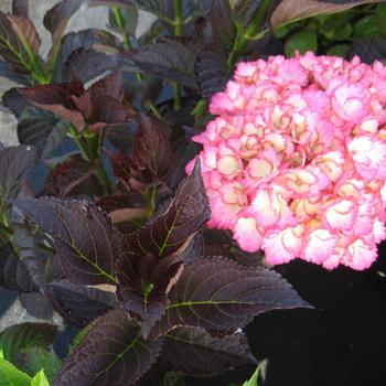 Hydrangea macrophylla 'Hokomalure' 