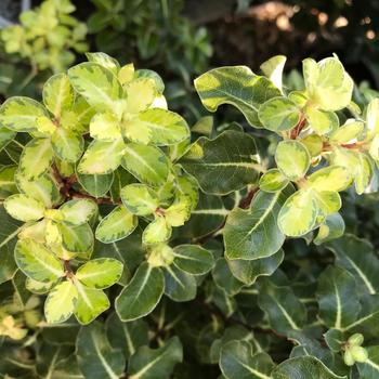 Pittosporum tenuifolium 'Gold Star' 