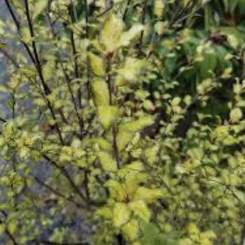 Pittosporum tenuifolium 'Harley Botanica' 