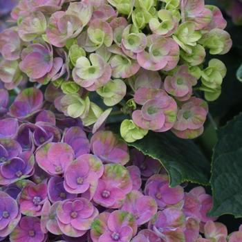 Hydrangea macrophylla 'Hokomazone' 