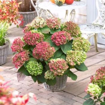 Hydrangea macrophylla 'Hokommathyst' 