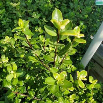 Pittosporum tenuifolium 'Wrinkled Blue' 