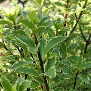 Pittosporum tenuifolium 'Marjorie Channon' 