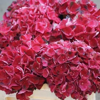 Hydrangea macrophylla Magical® 'Amore'