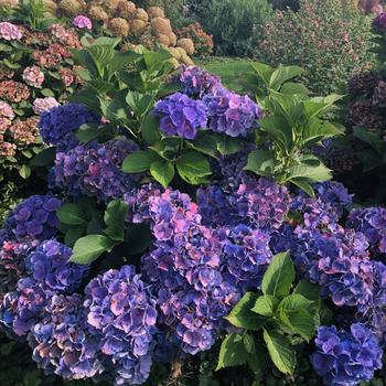 Hydrangea macrophylla 'Hokmabluebel' 