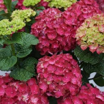 Hydrangea macrophylla Magical® 'Bolero'