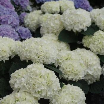 Hydrangea macrophylla Magical® 'Bride'