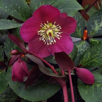 Helleborus 'Ruby Wine' 