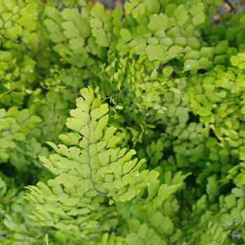 Adiantum raddianum 'Fritz Luthi' 