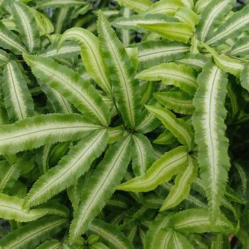 Pteris cretica var. albolineata