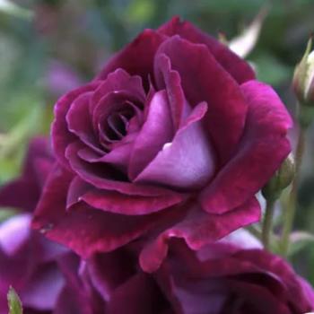Rosa 'Prose' PP16198