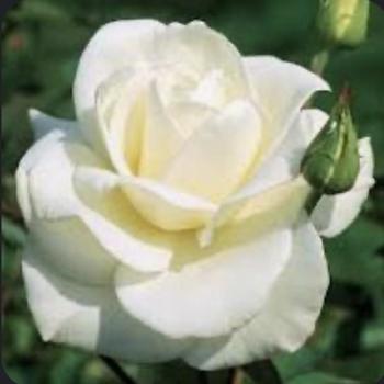 Rosa 'John F. Kennedy' 