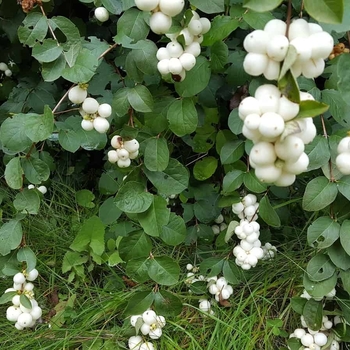 Symphoricarpos albus