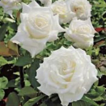 Rosa 'JACsegra' PP19107