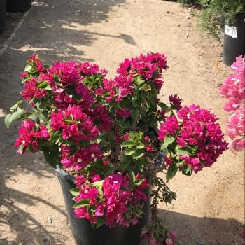 Bougainvillea 'Torch Glow' 