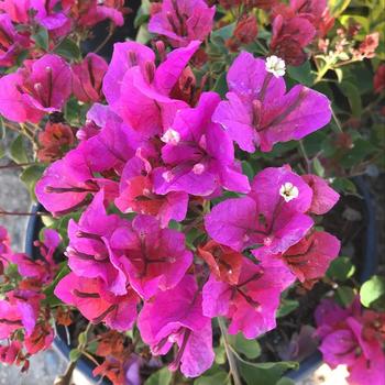 Bougainvillea 'Temple Fire' 