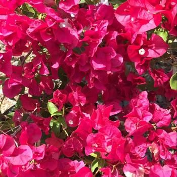 Bougainvillea 'La Jolla' 