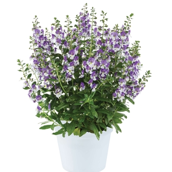 Angelonia angustifolia 'Big Blue' 