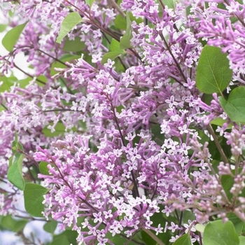 Syringa meyeri 'Anny200809' 