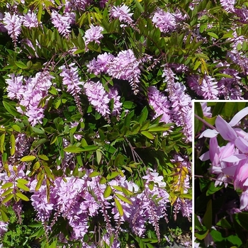 Indigofera decora