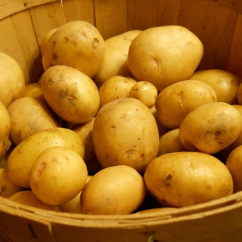 Solanum tuberosum 'Yukon Gold' 