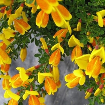 Cytisus scoparius 'Madame Butterfly' 