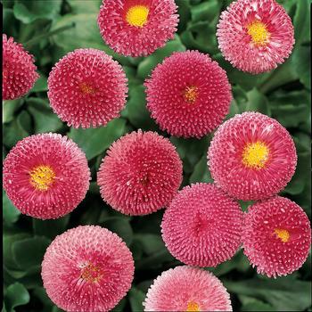 Bellis perennis Bellissima™ Rose