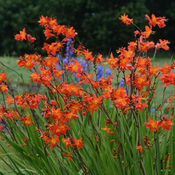 Crocosmia 'Prince of Orange'