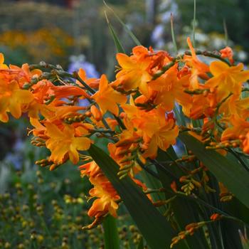 Crocosmia x crocosmiiflora 'Walburton Yellow'