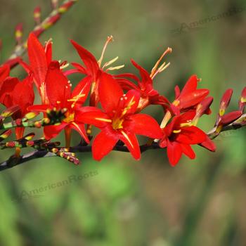 Crocosmia 'Vera Cruz'