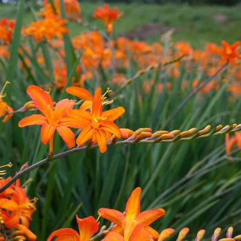 Crocosmia aurea 'Adriana' 