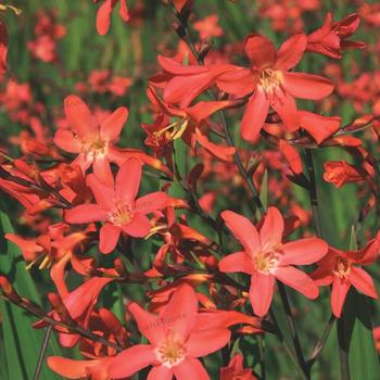 Crocosmia aurea 'Brilliant Carmine'