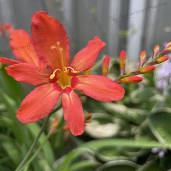 Crocosmia aurea 'Sharona' 