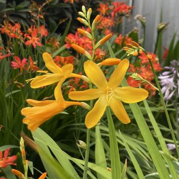 Crocosmia x crocosmiiflora 'George Davidson'