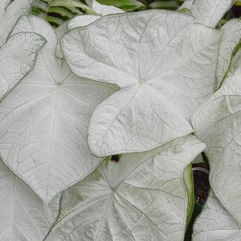 Caladium 'Garden White' PP20448
