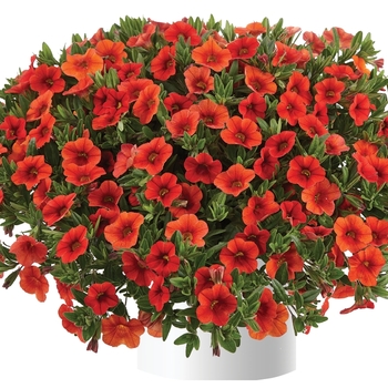 Calibrachoa 'Dark Lavender' 
