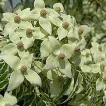 Cornus kousa 'Samzam' 