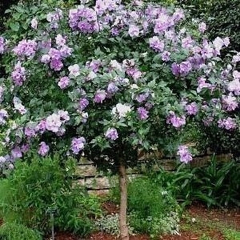 Hibiscus rosa-sinensis 'Double Purple' 