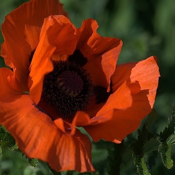 Papaver orientale 'Allegro' 