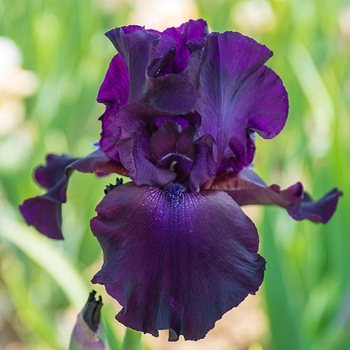 Iris germanica 'Superstition' 
