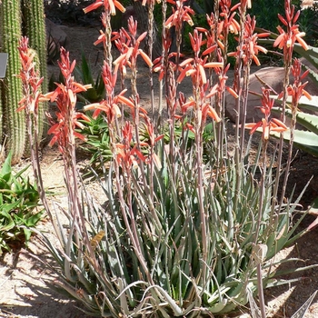 Aloe 'Blue Elf' 