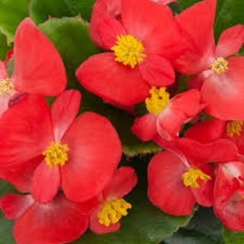 Begonia 'Explorer Red on Green' 
